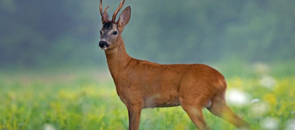 OBAVIJEST GRAĐANIMA – POČETAK SEZONE LOVA NA SRNDAĆA